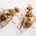 Cantabria detecta en Astillero los tres primeros casos en España de la mosca oriental de la fruta