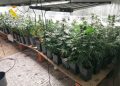 La Guardia Civil investiga a un vecino de Cabezón de la Sal por una plantación indoor con 88 plantas de marihuana y un posible fraude eléctrico