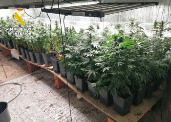 La Guardia Civil investiga a un vecino de Cabezón de la Sal por una plantación indoor con 88 plantas de marihuana y un posible fraude eléctrico