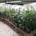 La Guardia Civil investiga a un vecino de Cabezón de la Sal por una plantación indoor con 88 plantas de marihuana y un posible fraude eléctrico