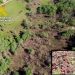 Investigan a un hombre de 70 años por un incendio forestal en Valderredible que arrasó más de seis hectáreas