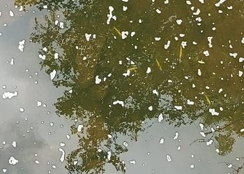 Más de 2.100 peces muertos por un vertido de purines en Saro que ha arrasado un tramo del Llerana